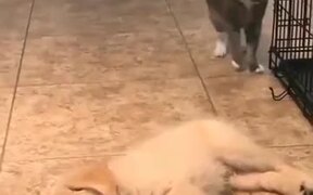Cat Sniffs Puppy's, Doesn't Like What It Smells