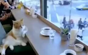 This Cat Is Going Through A Lot - Animals - VIDEOTIME.COM