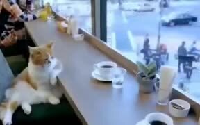 This Cat Is Going Through A Lot - Animals - VIDEOTIME.COM