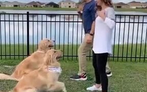 Cutest Synchronized Doggo Jump! - Animals - VIDEOTIME.COM