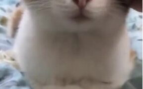 Yes, Cats Absolutely Love Massages! - Animals - VIDEOTIME.COM