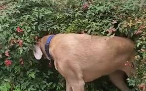 Doggo Getting A Full Body Scratch!