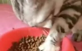 This Cat Uses It's Hands To Eat! - Animals - VIDEOTIME.COM