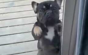 Belly Dancing Dog - Animals - VIDEOTIME.COM