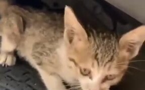 Kitten Inside A Car's Engine Bay Gets Lured Out - Animals - VIDEOTIME.COM