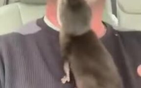 Baby Otters Are Absolutely Adorable! - Animals - VIDEOTIME.COM
