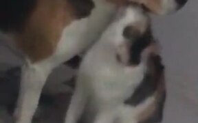 Dog Gets A Good Cleanup From Cat