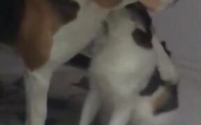 Dog Gets A Good Cleanup From Cat