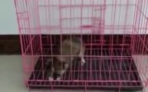 Probably The Most Stupid Cat Ever - Animals - VIDEOTIME.COM