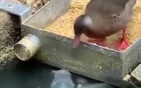 Ducks Feeding The Fish!