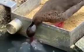 Ducks Feeding The Fish!