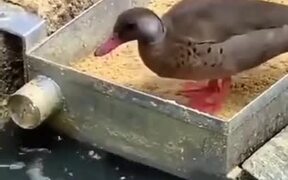 Ducks Feeding The Fish! - Animals - VIDEOTIME.COM