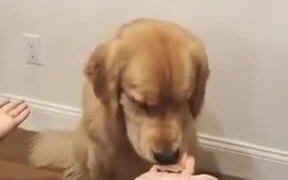 Doggo Gets Confused By Human's Tricks! - Animals - VIDEOTIME.COM