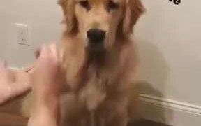 Doggo Gets Confused By Human's Tricks!