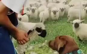 Cute Dog Loves The Little Sheep! - Animals - VIDEOTIME.COM