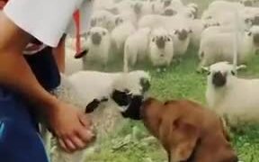 Cute Dog Loves The Little Sheep! - Animals - VIDEOTIME.COM