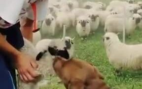Cute Dog Loves The Little Sheep!