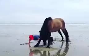 Horse Works Out With The Guy!