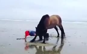 Horse Works Out With The Guy!