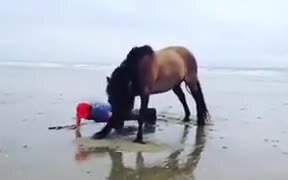 Horse Works Out With The Guy! - Animals - VIDEOTIME.COM