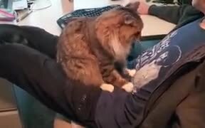 Cat Is Practicing How To Knead Dough! - Animals - VIDEOTIME.COM