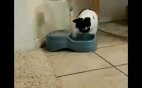 This Cat Loves Playing With It's Water