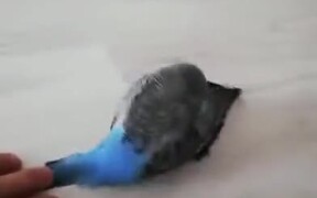 What Is This Parrot Up To?