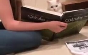 Cat Decided To Take Up A College Degree!