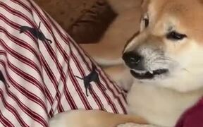 Doge Really Hates The Tennis Ball! - Animals - VIDEOTIME.COM