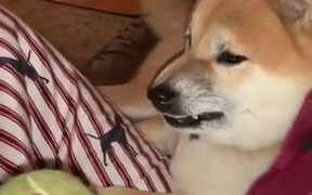 Doge Really Hates The Tennis Ball! - Animals - VIDEOTIME.COM