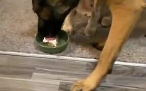 Dog Gets Really Sad After It's Cake Gets Stolen! - Animals - VIDEOTIME.COM