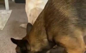 Dog Gets Really Sad After It's Cake Gets Stolen! - Animals - VIDEOTIME.COM