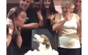 It's The Doggo's Happy Birthday! - Animals - VIDEOTIME.COM