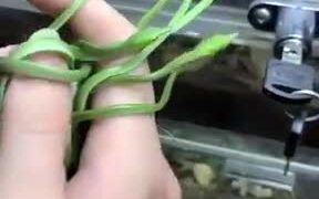 So Many Cute Vine Snake Hatchlings!