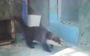 This Otter’s Really Feeling The Beat! - Animals - VIDEOTIME.COM