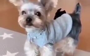 This Yorkshire Terrier Is All About It’s Ears! - Animals - VIDEOTIME.COM