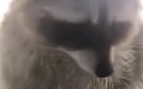 Booping A Raccoon’s Nose! - Animals - VIDEOTIME.COM