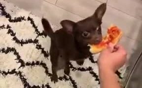 Doggo Really Wants The Pizza!