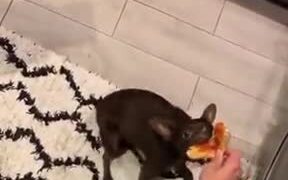 Doggo Really Wants The Pizza!