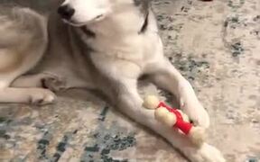 No One Steals This Doggo's Toys, NO ONE
