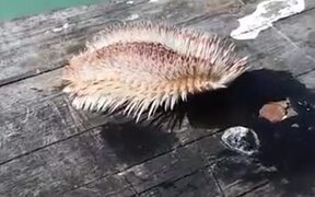 Creatures Of The Sea Can Be Weird And Scary