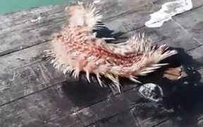 Creatures Of The Sea Can Be Weird And Scary - Animals - VIDEOTIME.COM