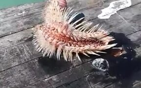 Creatures Of The Sea Can Be Weird And Scary - Animals - VIDEOTIME.COM