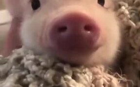 Cutest Little Piglet Ever! - Animals - VIDEOTIME.COM