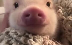 Cutest Little Piglet Ever!