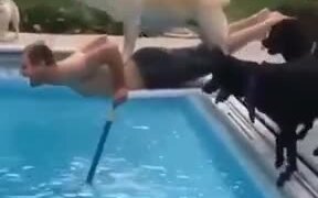 Dog And Guy Jumping Into The Pool! - Fun - VIDEOTIME.COM