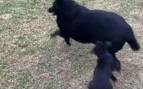 So Cute! Small Puppy And Dog Play Together! - Animals - VIDEOTIME.COM