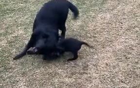 So Cute! Small Puppy And Dog Play Together! - Animals - VIDEOTIME.COM