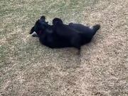 So Cute! Small Puppy And Dog Play Together! - Animals - Y8.COM