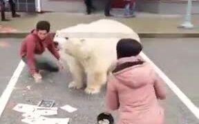 Amazing Street Art Of A Polar Bear!